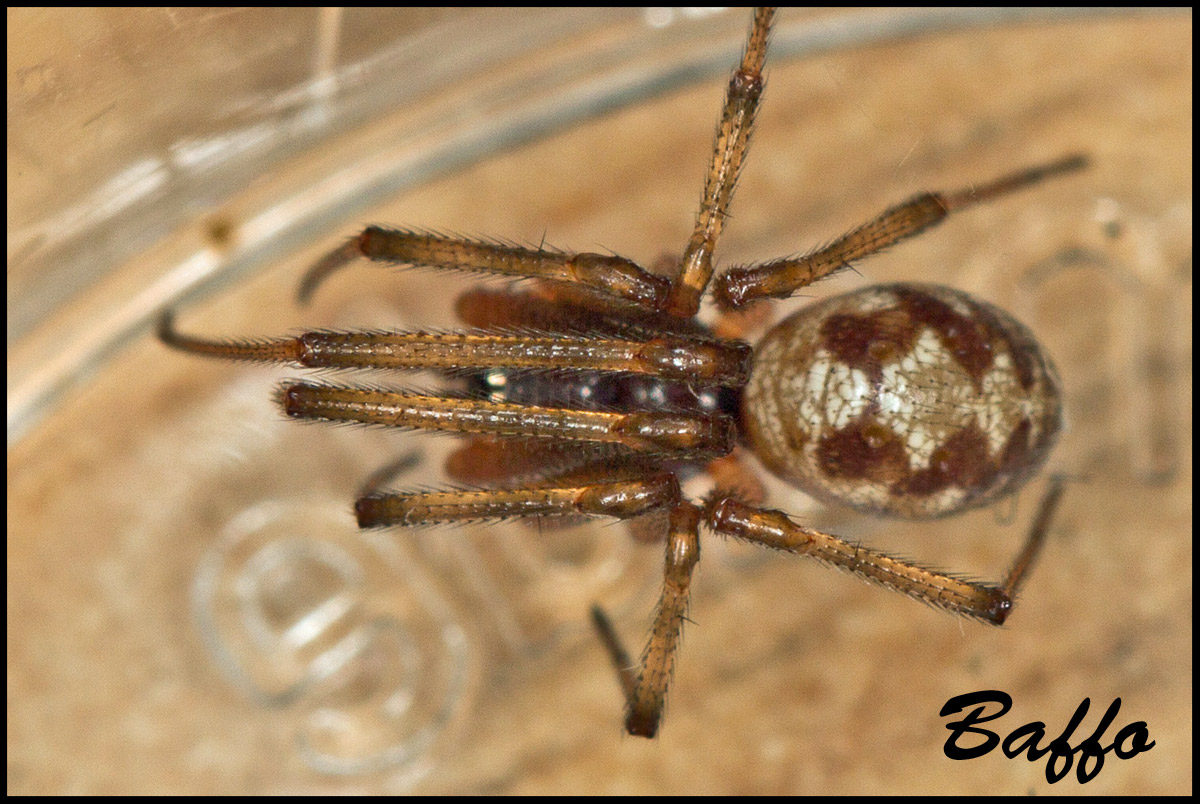 Oonopidae? No. maschio di Steatoda triangulosa - Trieste
